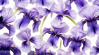 Image result for Iris Name Windows Background