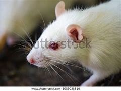 Image result for Grey Rat Blue Eyes