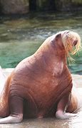 Image result for Fattest Walrus