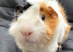 Image result for How to Pet a Guinea Pig