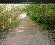 Image result for Dirt Path Garden