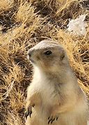 Image result for Prairie Dog PFP