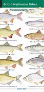 Image result for Freshwater Lake Fish