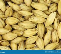 Image result for Parched Barley