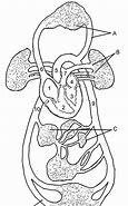 Image result for Label of the Circulatory System