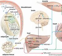 Image result for Adipose Tissue Diagram NCERT