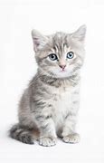 Image result for Grey Californa Swirl Kittens