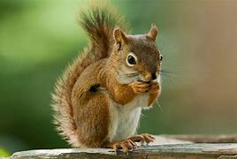 Image result for Garten Animals