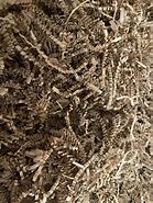 Image result for Brown Crinkle Paper