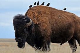 Image result for Coyotes Bison