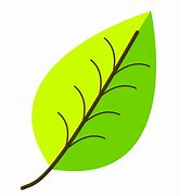 Image result for Mahangu Plant Leaf Clip Art