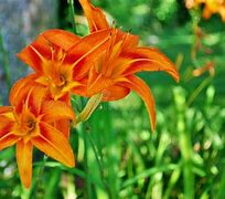 Image result for Orange Stargazer Lily