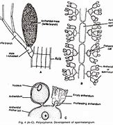 Image result for Polysiphonia