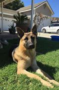 Image result for AKC German Shepherd