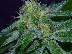 Image result for Kush Marijuana