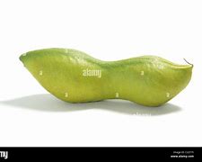 Image result for Bean Seed Pod