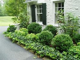 Image result for Landscaping with Boxwood Shrubs