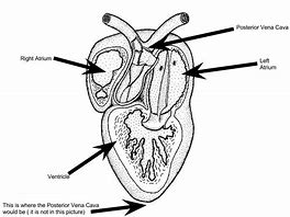 Image result for Frog Circulatory System Diagram