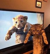 Image result for Cat as Lion Meme