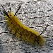 Image result for Tussock Moth Caterpillar Poisonous