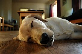 Image result for Vivienne Sleeping Dogs