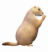 Image result for Prairie Dog PFP