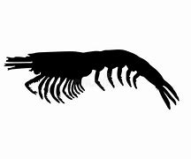 Image result for Krill Illustration