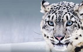 Image result for Snow Leopard Blue Eyes