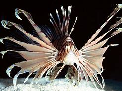 Image result for A Lionfish