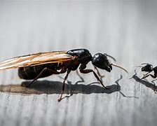 Image result for Large Flying Ant