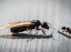 Image result for A Flying Ant