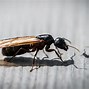 Image result for A Flying Ant