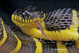 Image result for Yellow Tree Snake