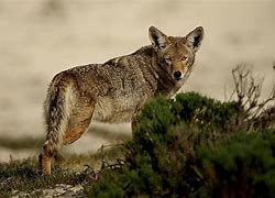 Image result for Alabama Coyote