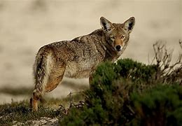 Image result for Alabama Coyote