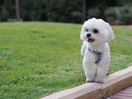 Image result for A Maltese Dog