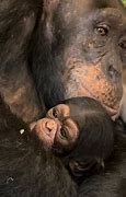 Image result for Little Naps Chimp