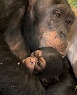 Image result for Stillborn Chimp