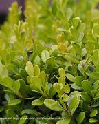 Image result for Plant Boxwood Shrubs