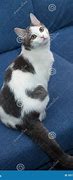 Image result for Gray Cat with Spots