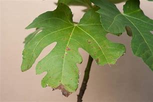 Image result for Fig Tree Diseases