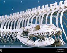 Image result for Python Anatomy