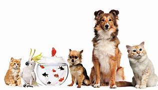 Image result for Copyright Free Pets