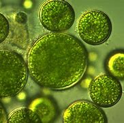 Image result for Algae Biology