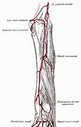 Image result for Extensor Pollicis Long Sensor Pinch