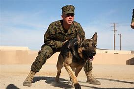 Image result for United States Military Police K9 Dogs