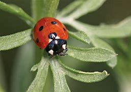 Image result for Ladybug Insect