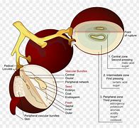 Image result for Grape Anatomy