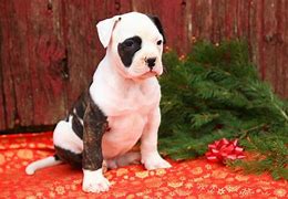 Image result for Scott American Bulldog Puppies