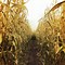 Image result for Corn Maze Theme